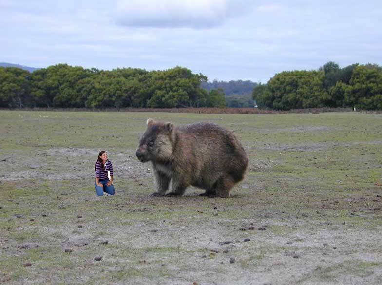 Wombat Wombat